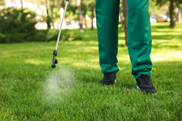 Flea Control Services in Castle Hills, TX