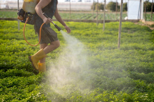 Best Wasp Removal Services  in Castle Hills, TX