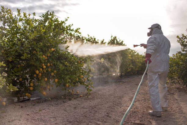 Best Termite Control Services  in Castle Hills, TX