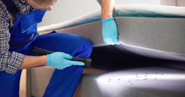 Best Local Pest Control Services  in Castle Hills, TX