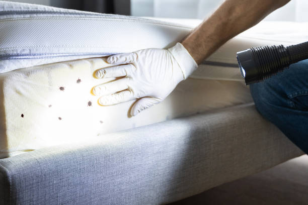 Best Affordable Pest Control Services  in Castle Hills, TX