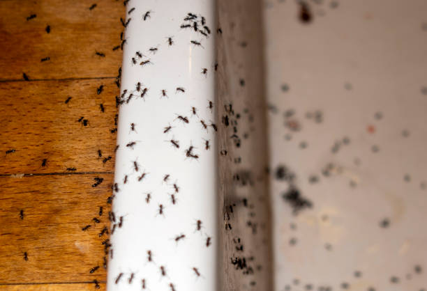 Best Pest Prevention Services  in Castle Hills, TX
