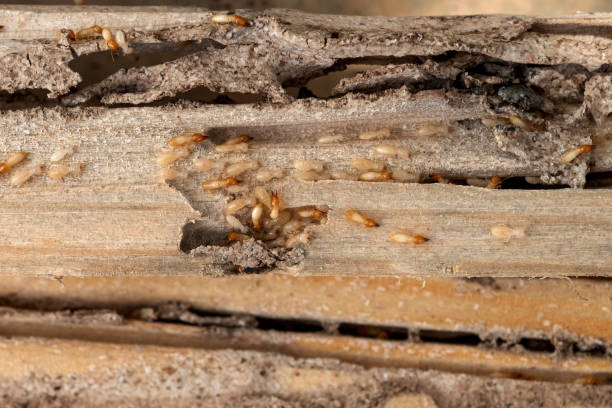 Best Pest Removal Services  in Castle Hills, TX