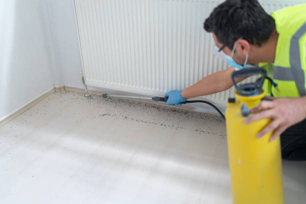 Best Local Pest Control Services  in Castle Hills, TX